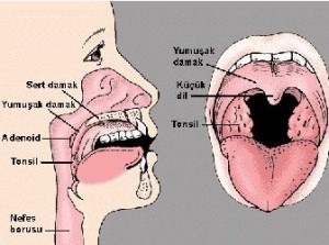 boaziltihabns4