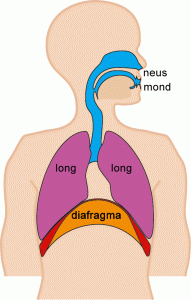 Diafragma_ademhaling