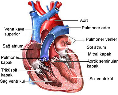 kalp sağlığı