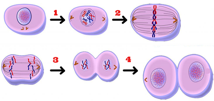 mitoz bölünme evreleri