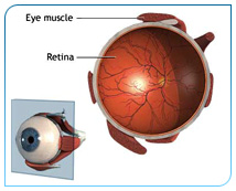 retina