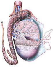 testis1