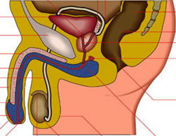 testis